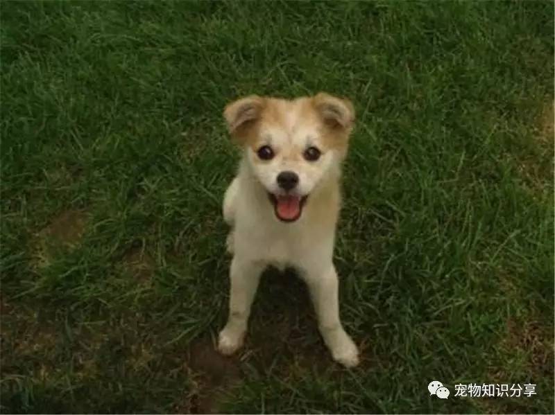 狗狗皮肤问题，发红、发痒、脱毛的应对策略与药物选择