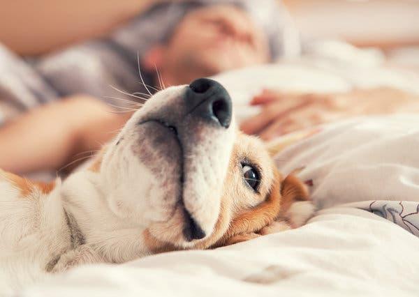 狗狗皮肤上的结痂小疙瘩，原因、诊断与护理全解析