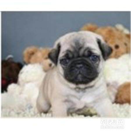 图片大全，巴哥犬皮肤病识别与防治指南