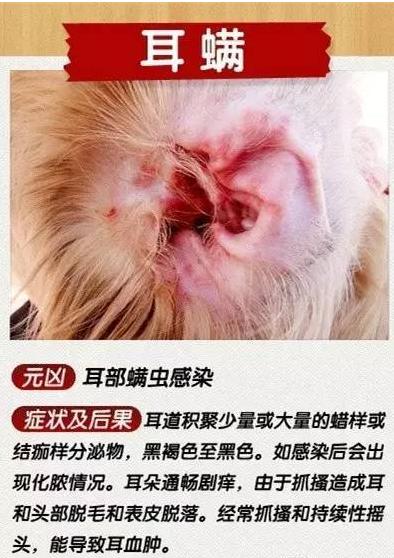 探索新奥天天正版资料大全，解锁知识宝库的钥匙
