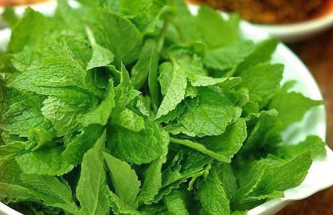 皮肤瘙痒的中医辨证论治及用药方剂探析