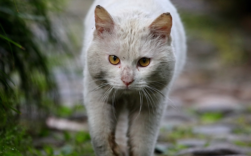猫皮肤病，会传染给人类吗？