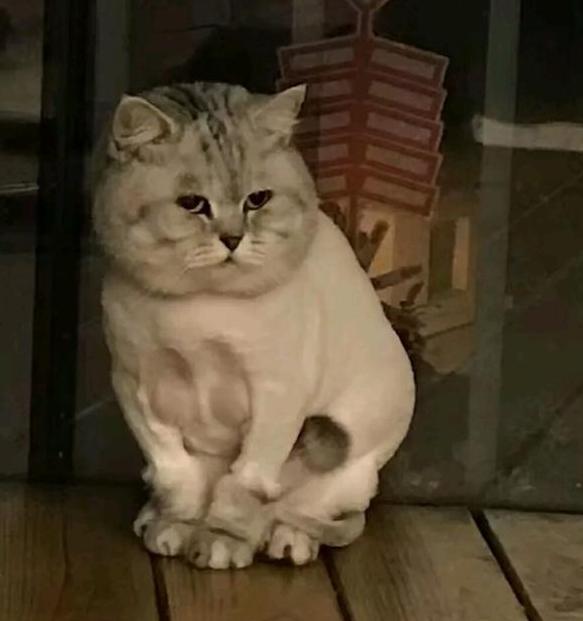 猫皮肤病的治疗与护理，全面指南