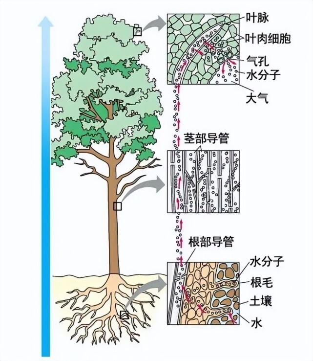 头发的生长周期，从萌芽到脱落的奇妙旅程