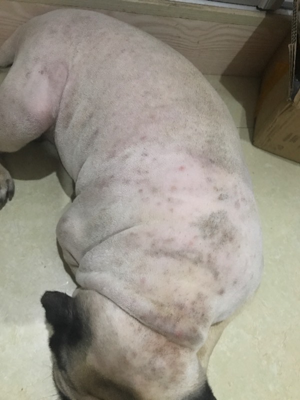 识别巴哥犬皮肤病，一张图胜千言