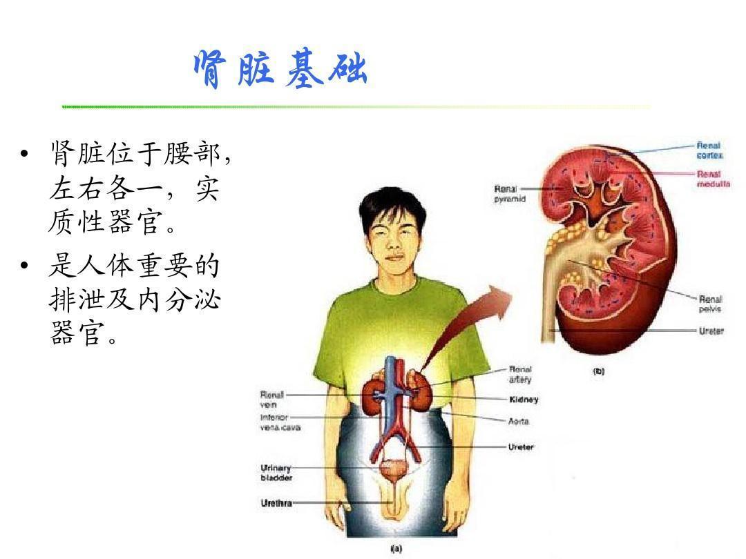 肝脏的奥秘，功能、作用与健康守护者