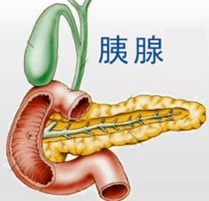 肝脏与胆囊，人体内的解毒工厂与小水库
