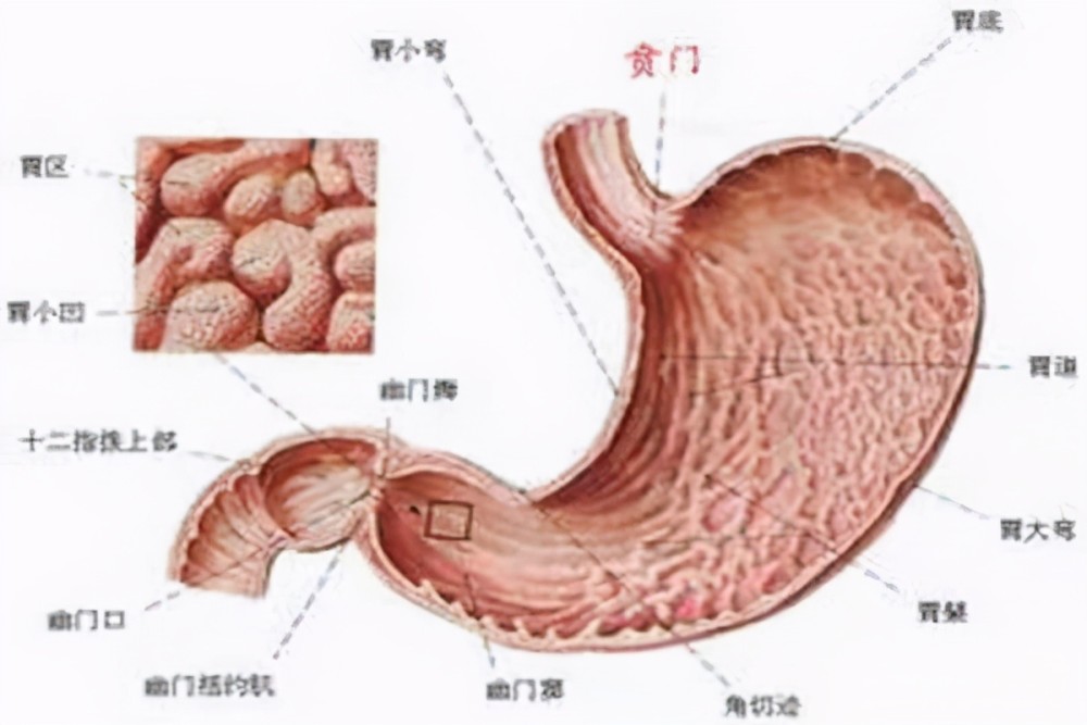 肠胃问题，能否治愈及背后的科学解析