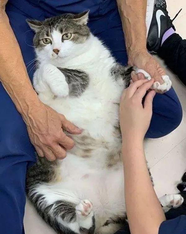 My Citys Pet Hospital: A Haven for Furry Friends and Their Loving Owners
