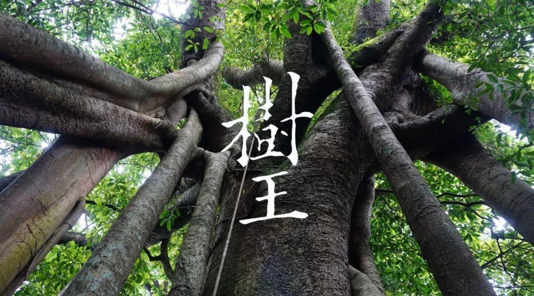 揭秘三期必出特一肖，概率与迷信的交织