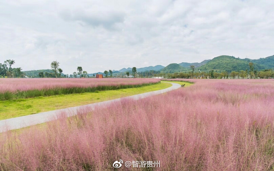 蝶恋直播，虚拟与现实的浪漫邂逅
